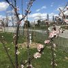 Open Orchard art project aims to restore NYC’s long-lost fruit trees